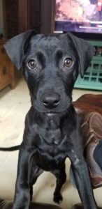 A 9-month old female black Lab/bulldog/Staffordshire terrier mix puppy